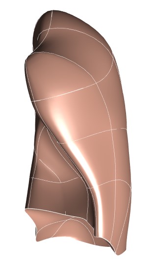 Rendering of the human left lung scaffold.